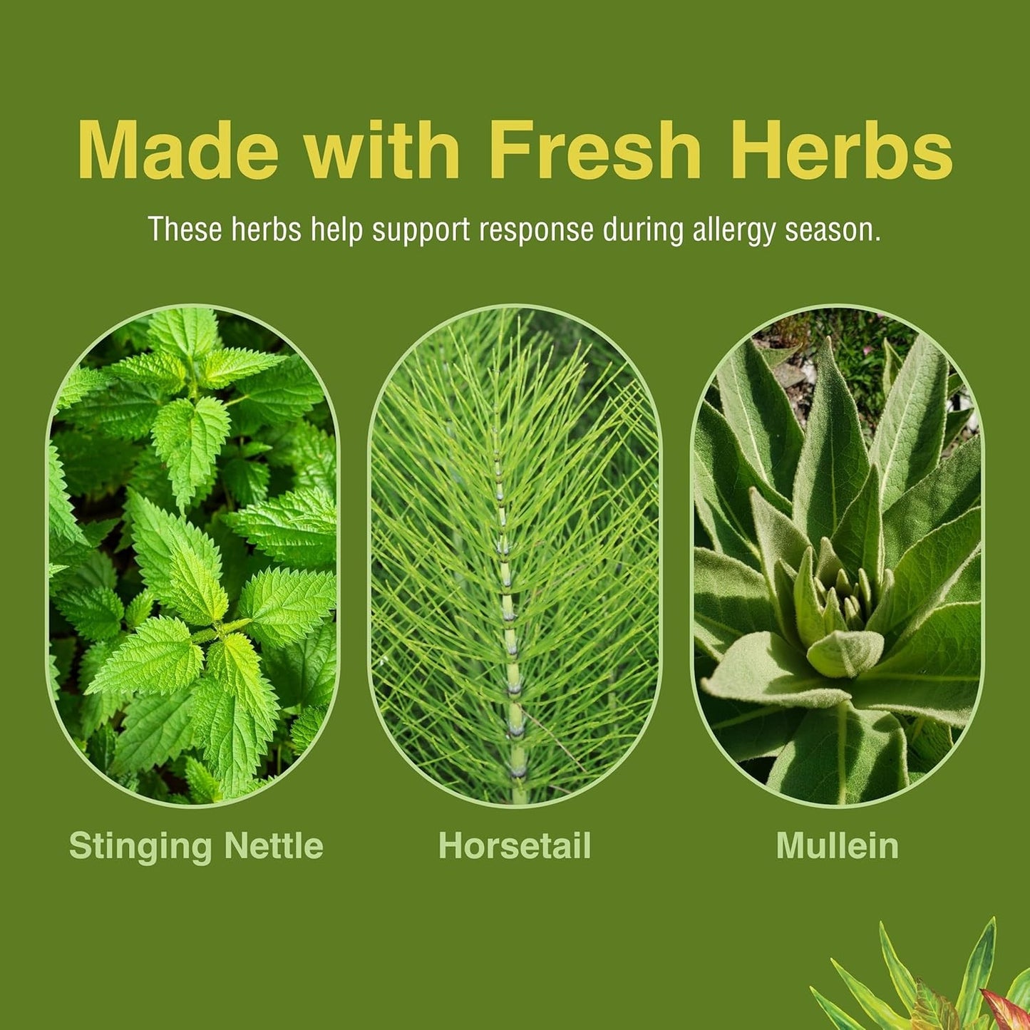 Herbs Etc Allergy ReLeaf System - 2 Bottles (Allertonic & Quercetin) 60+60